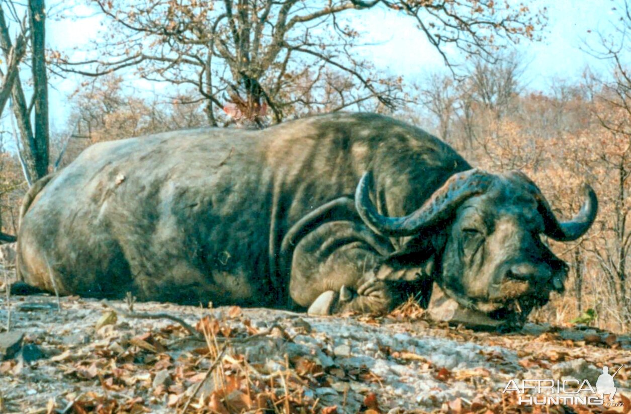 Cape Buffalo Zambezi Valley 1998