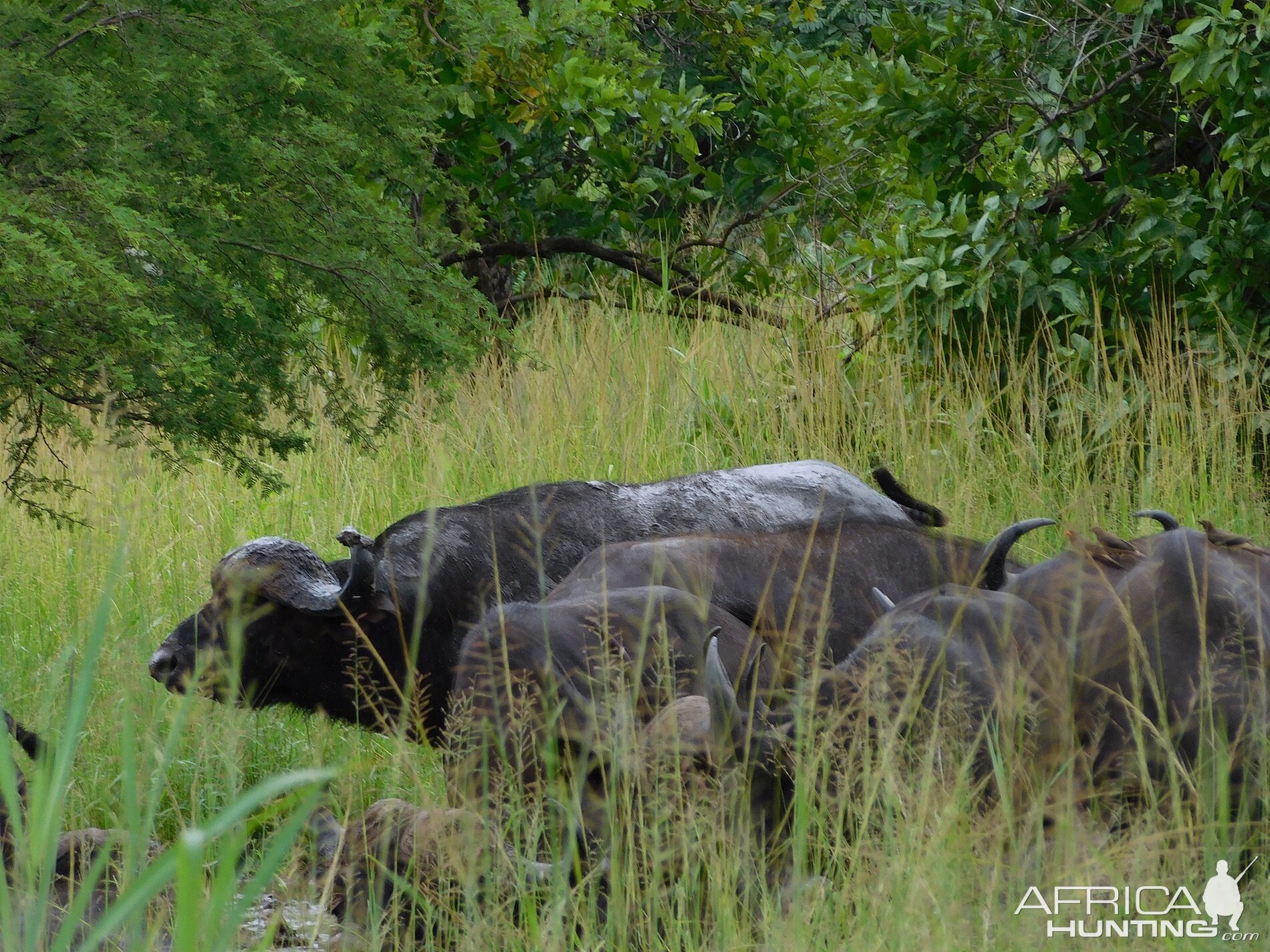 Cape Buffalo Zambia Wildlife