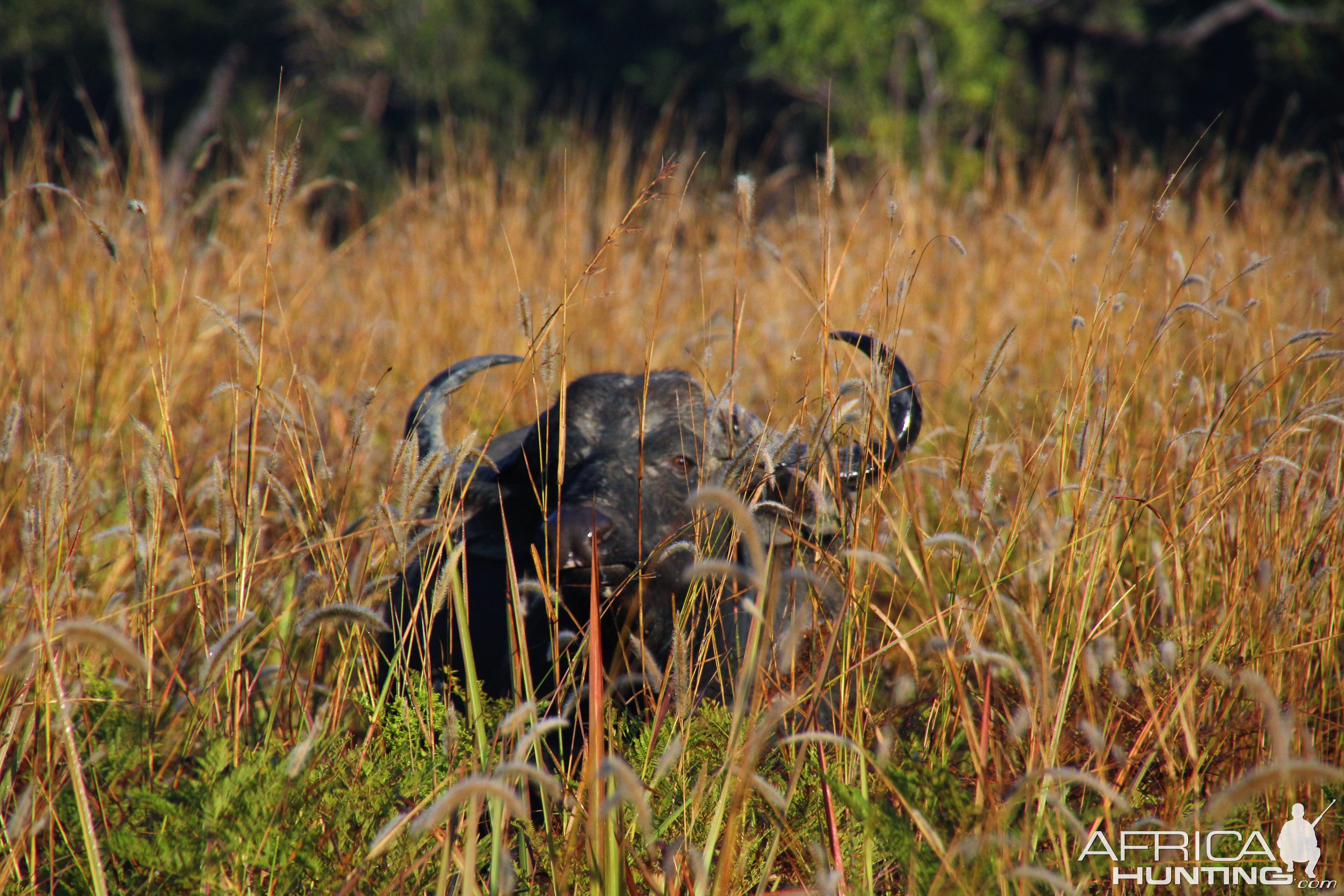 Cape Buffalo Zambia