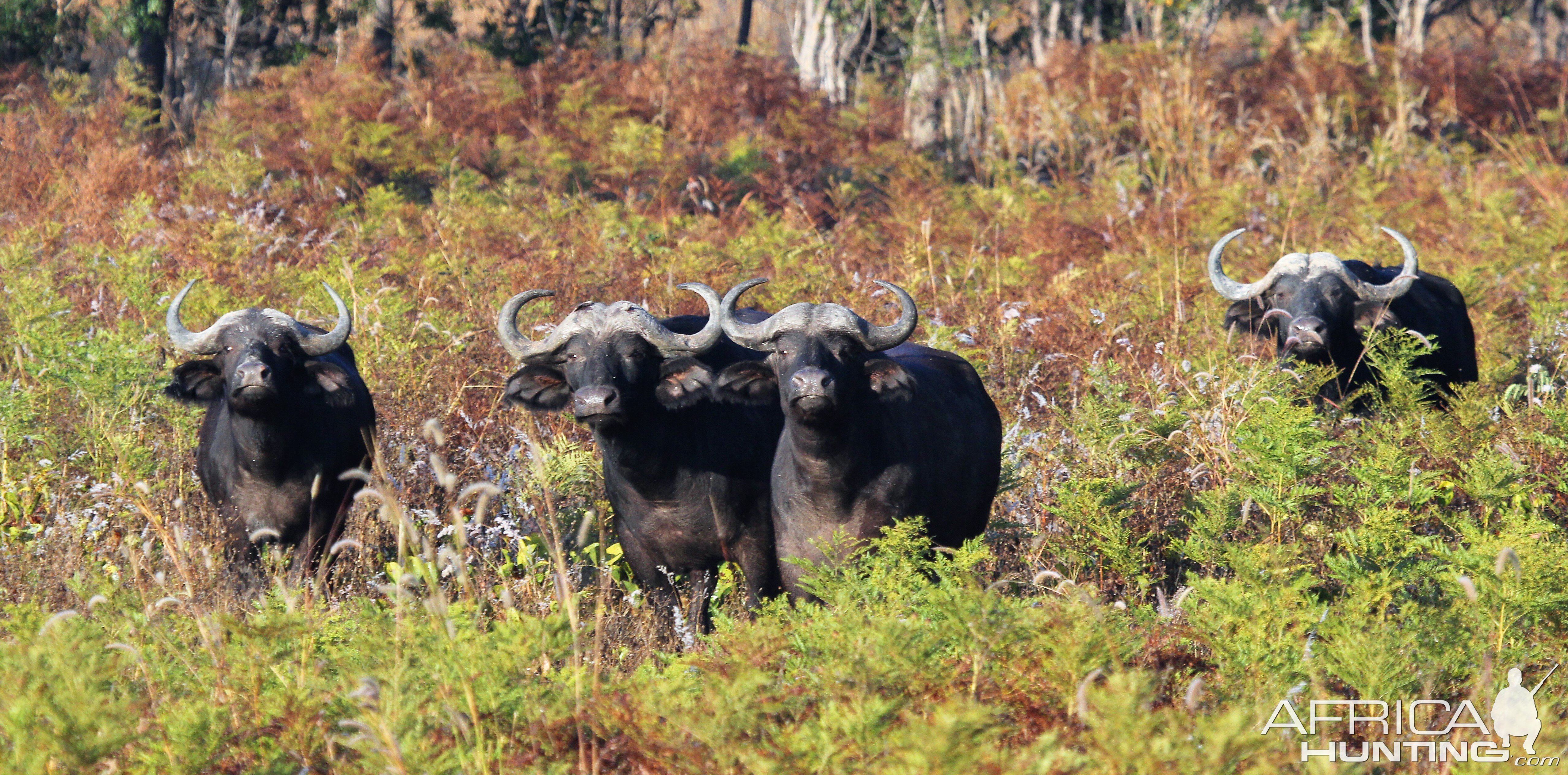 Cape Buffalo Zambia