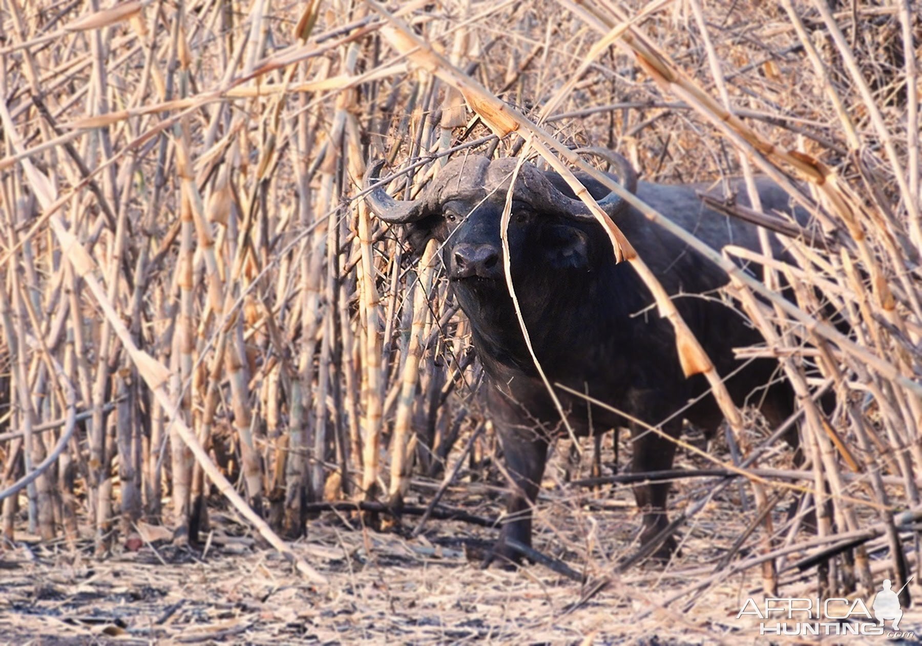 Cape Buffalo Zambia