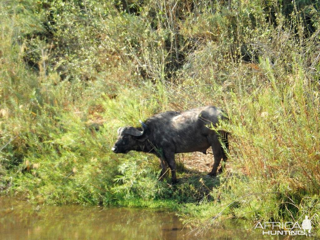 Cape Buffalo Zimbabwe