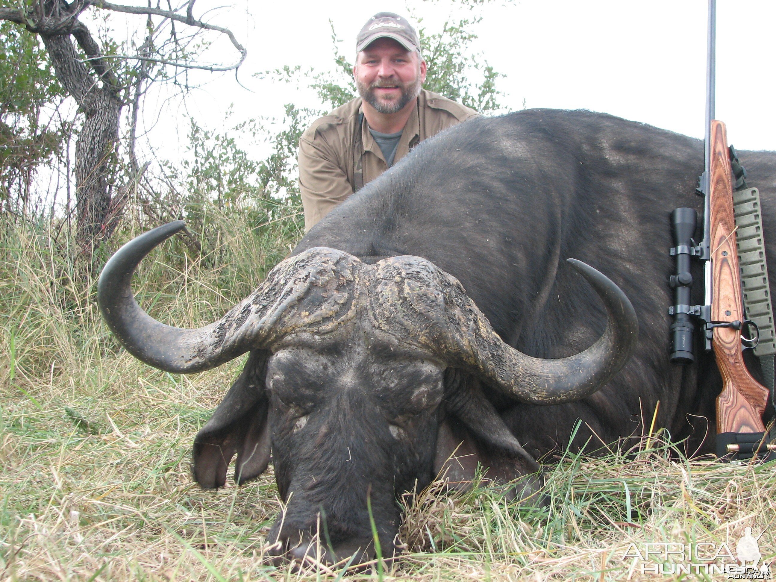 Cape Buffalo Zimbabwe