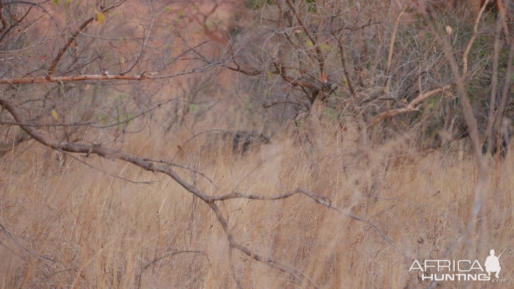 Cape Buffalo Zimbabwe