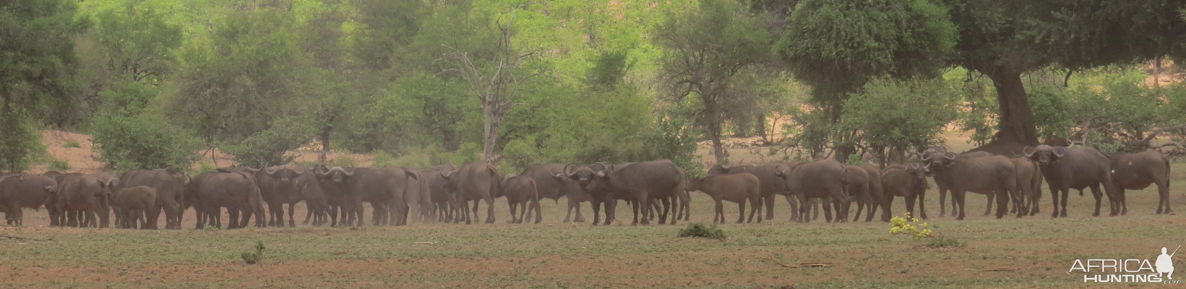 Cape Buffalo Zimbabwe