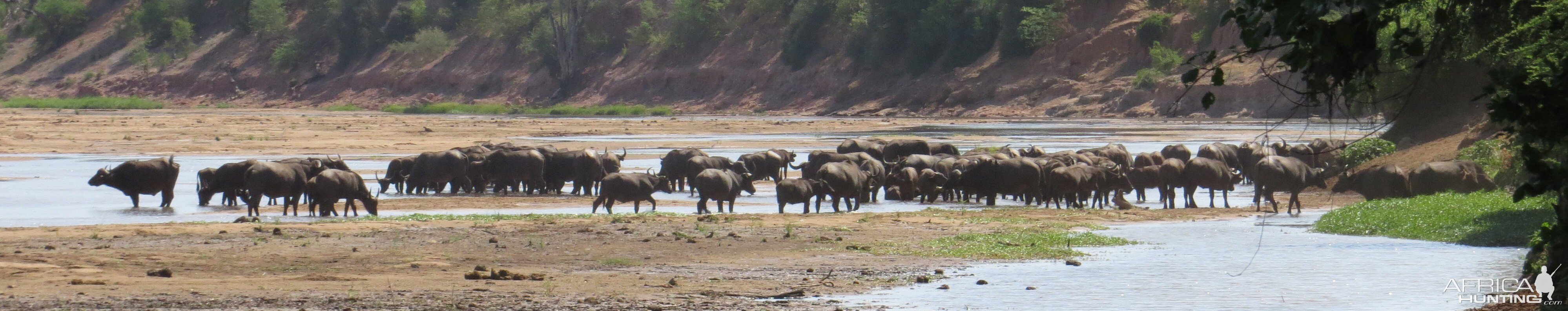 Cape Buffalo Zimbabwe