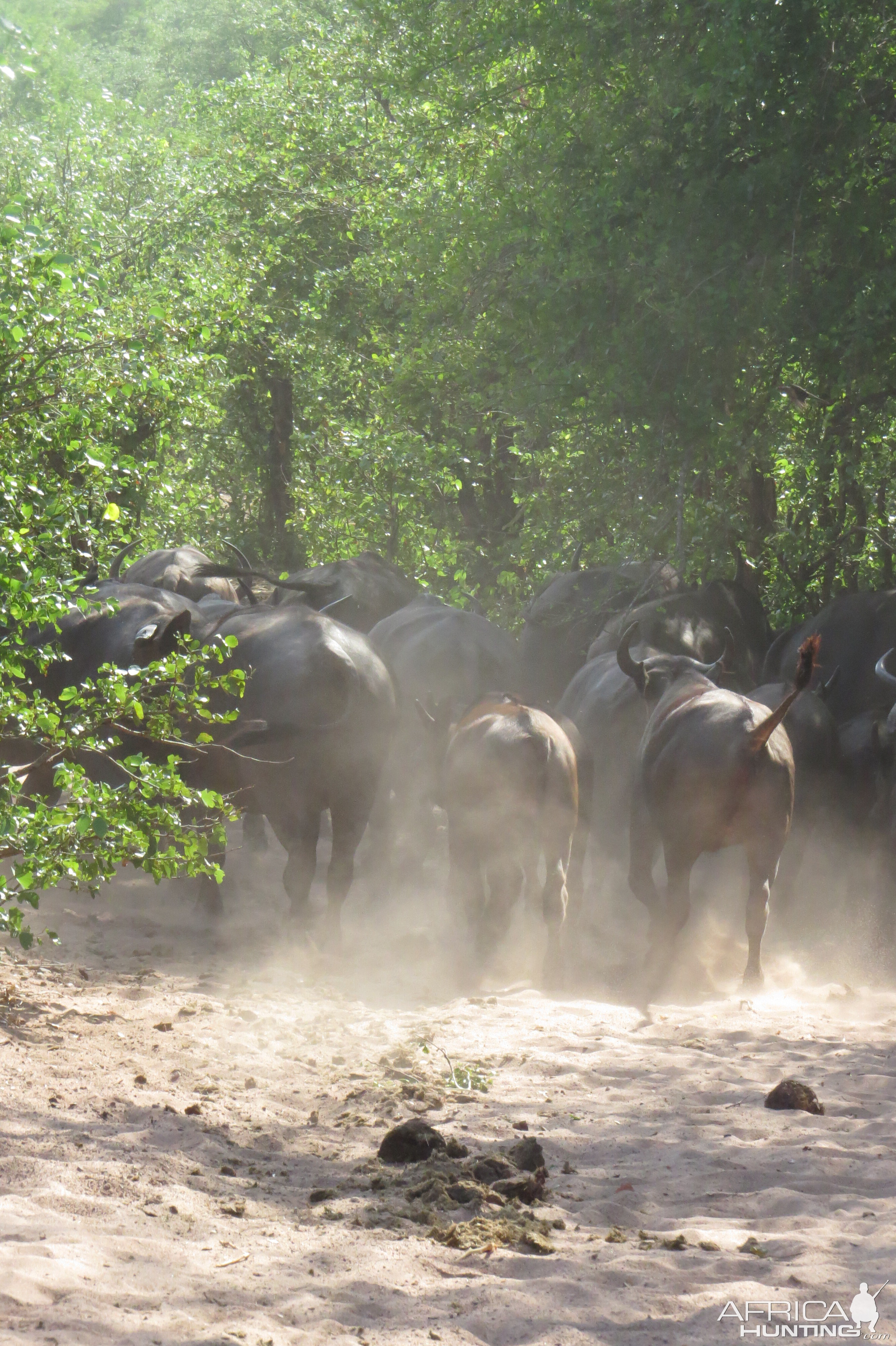 Cape Buffalo Zimbabwe