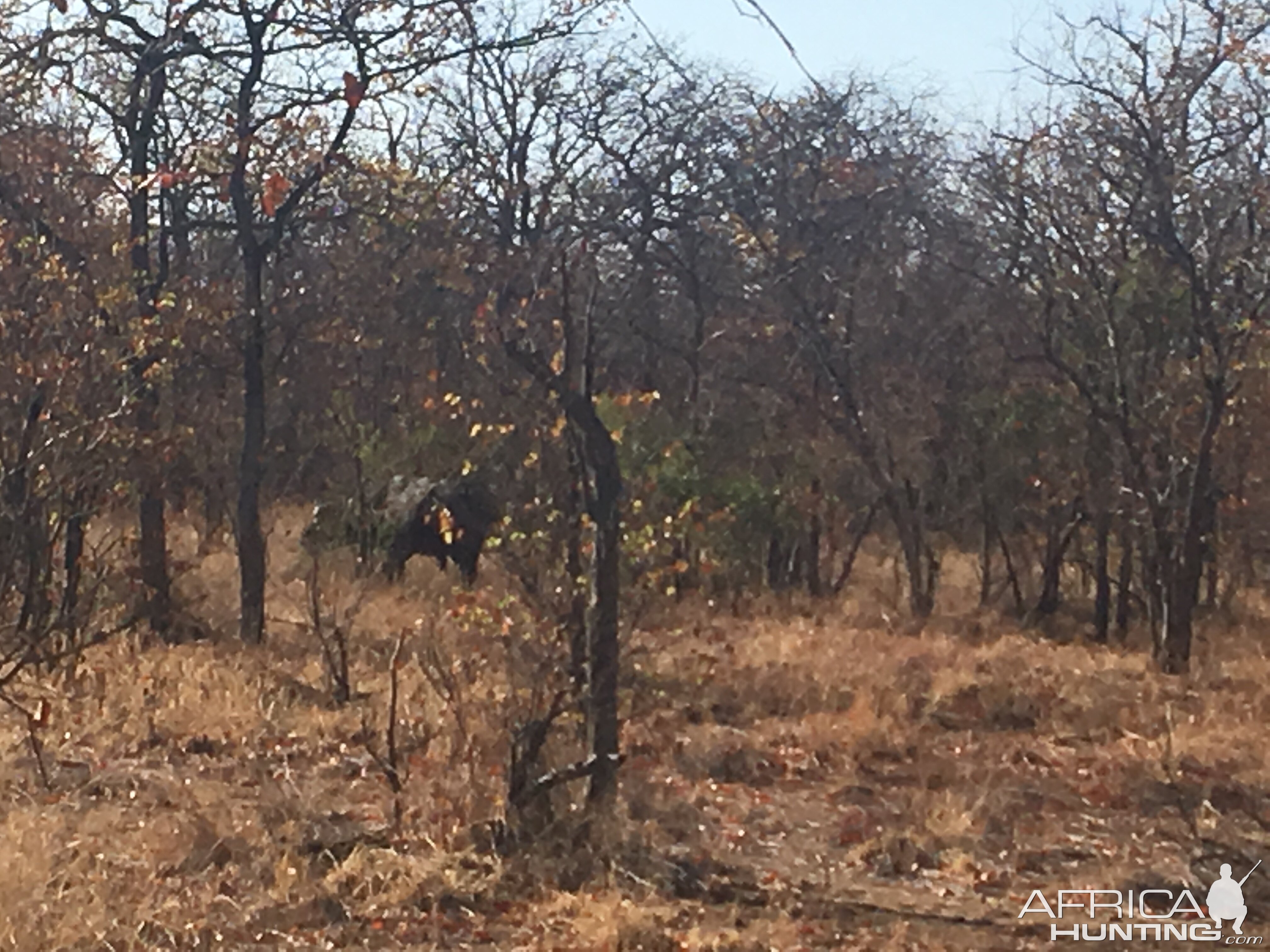 Cape Buffalo Zimbabwe