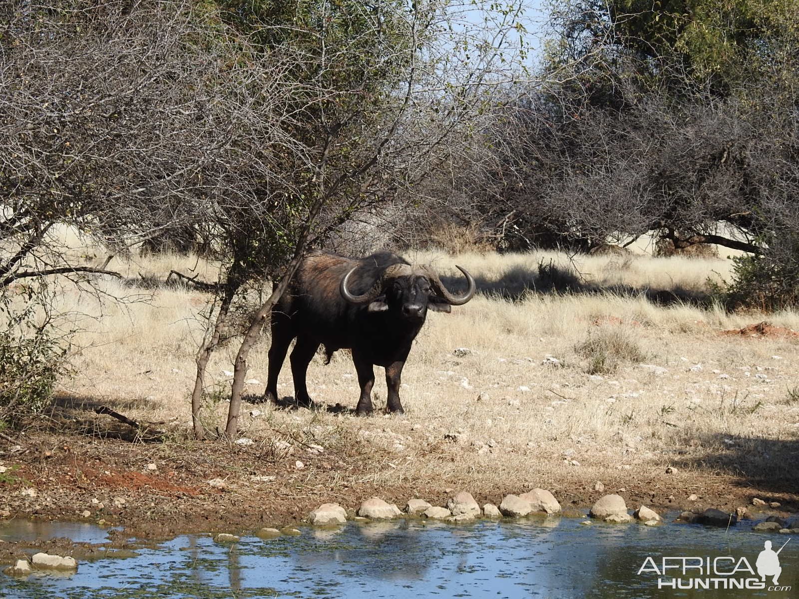 Cape Buffalo