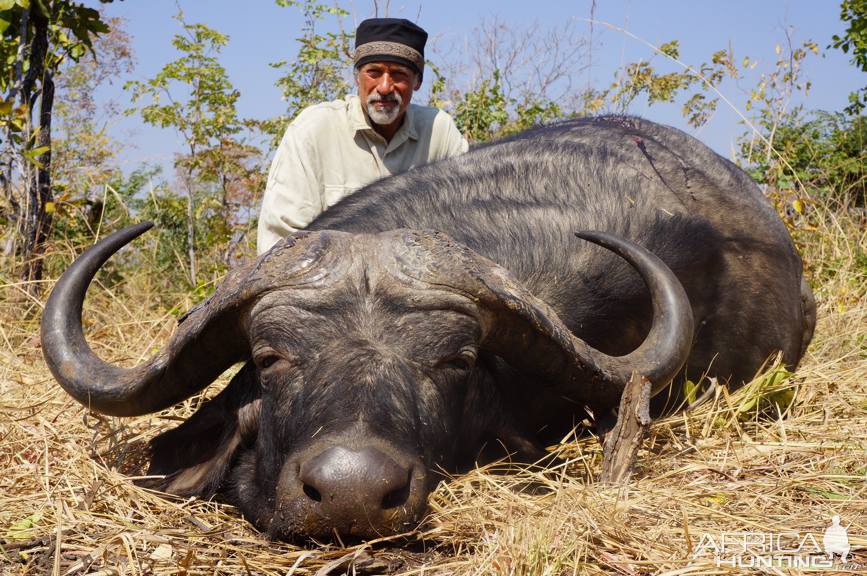 Cape Buffalo