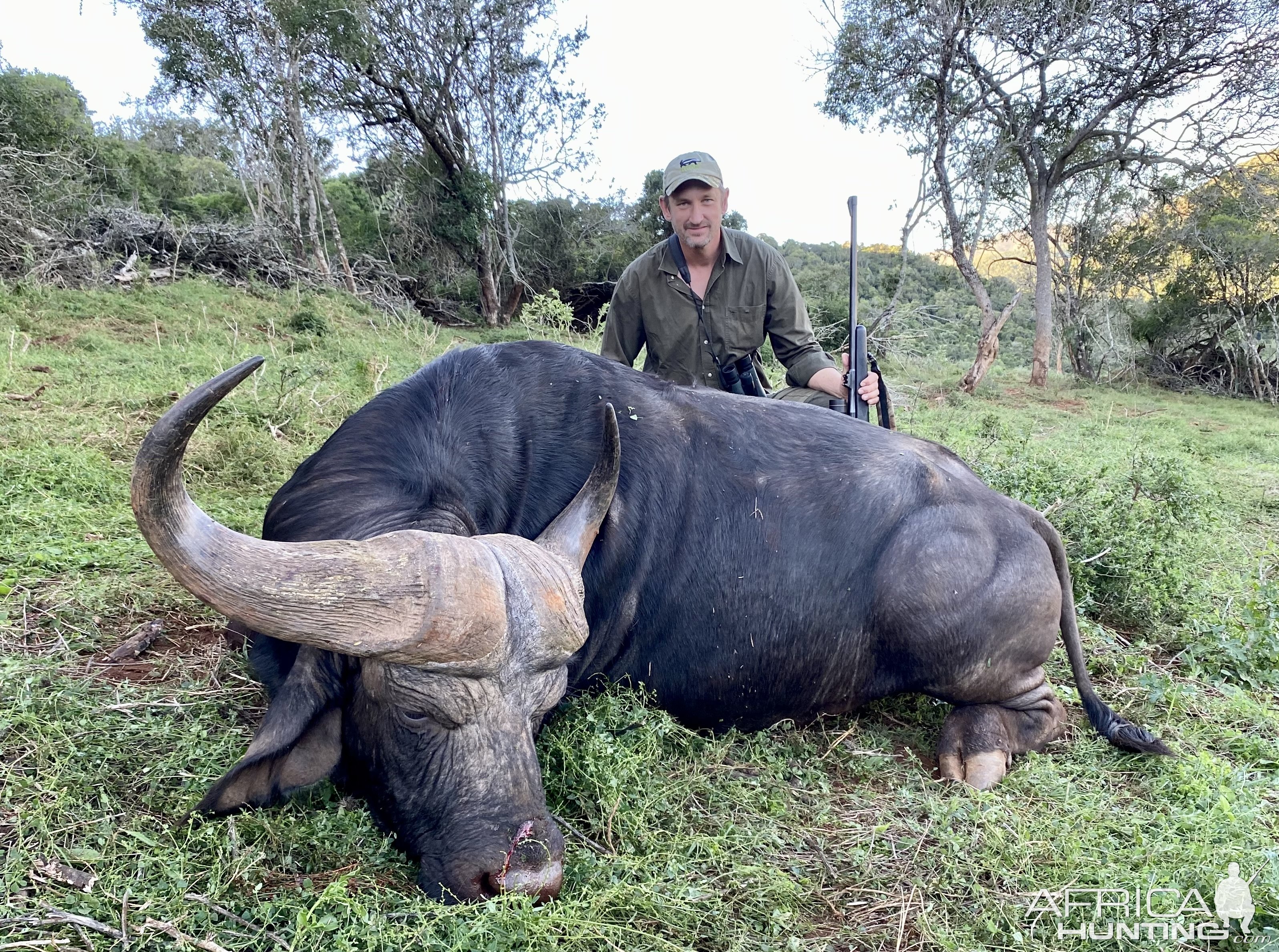 Cape Buffalo