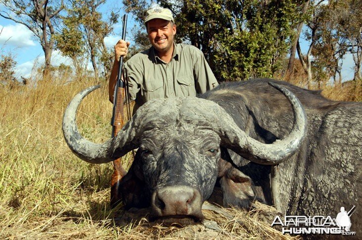 Cape Buffalo