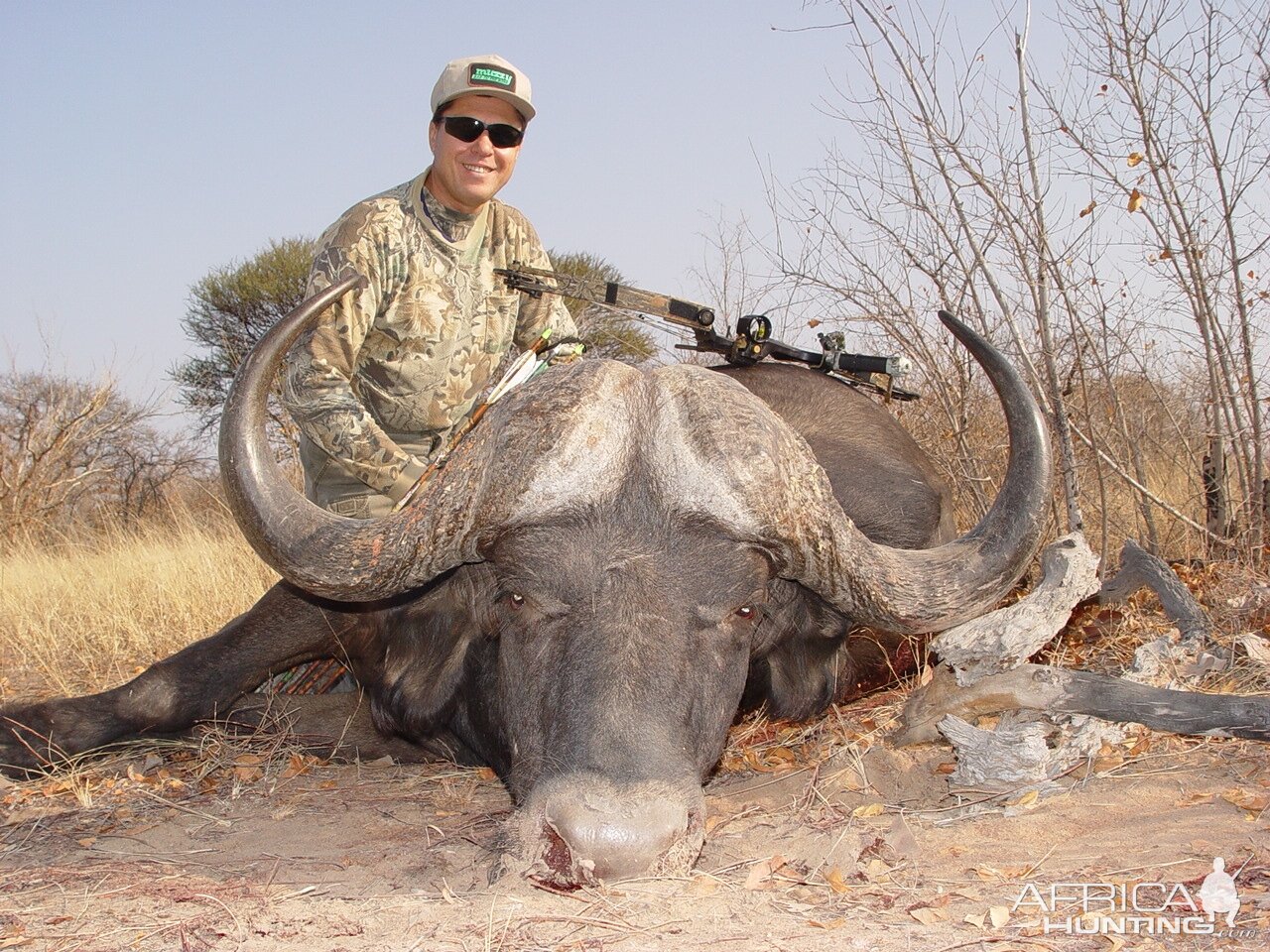 Cape Buffalo