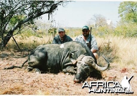 Cape Buffalo