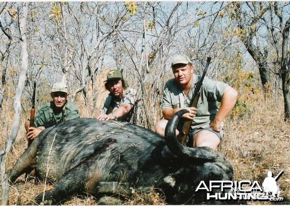 Cape Buffalo