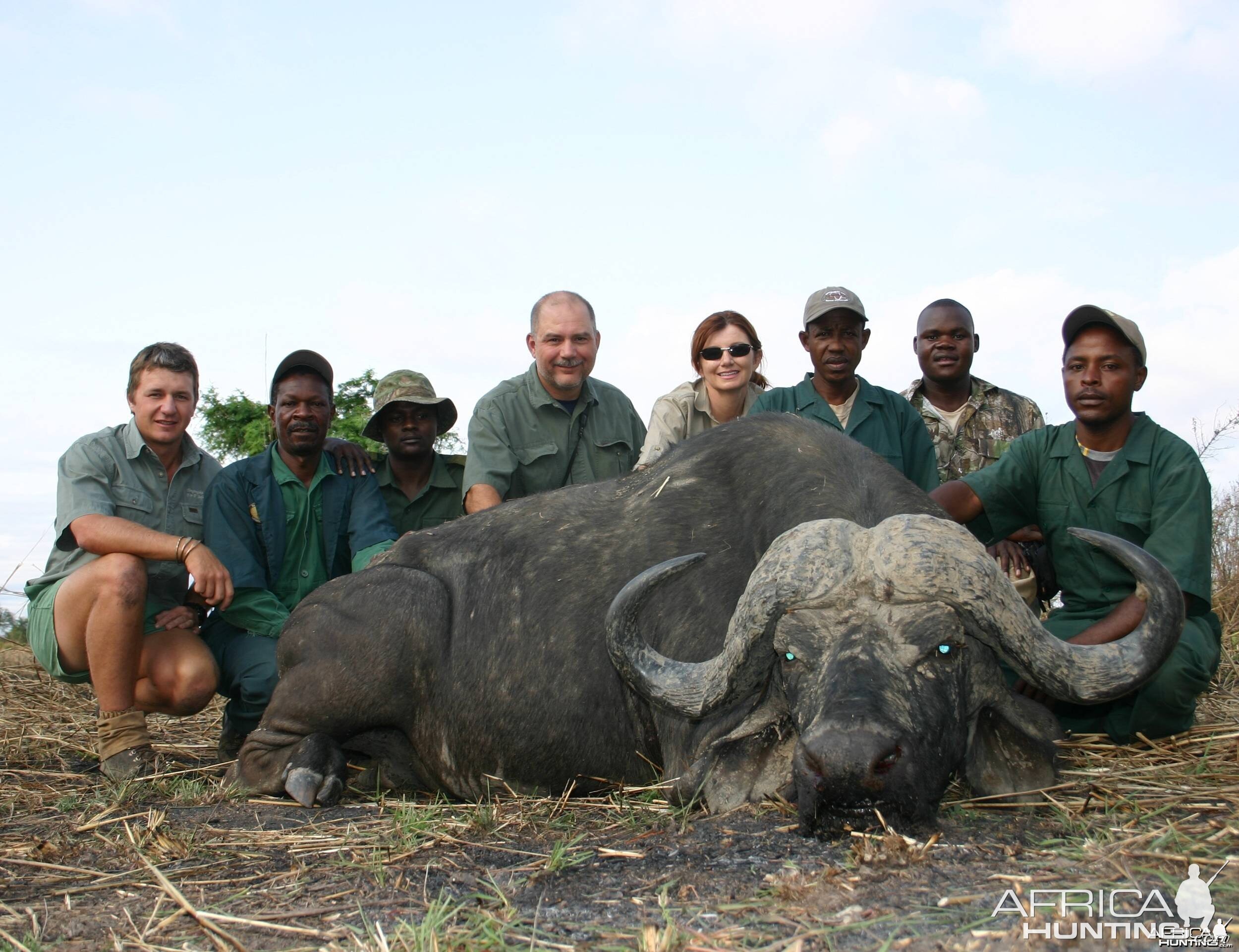 Cape Buffalo