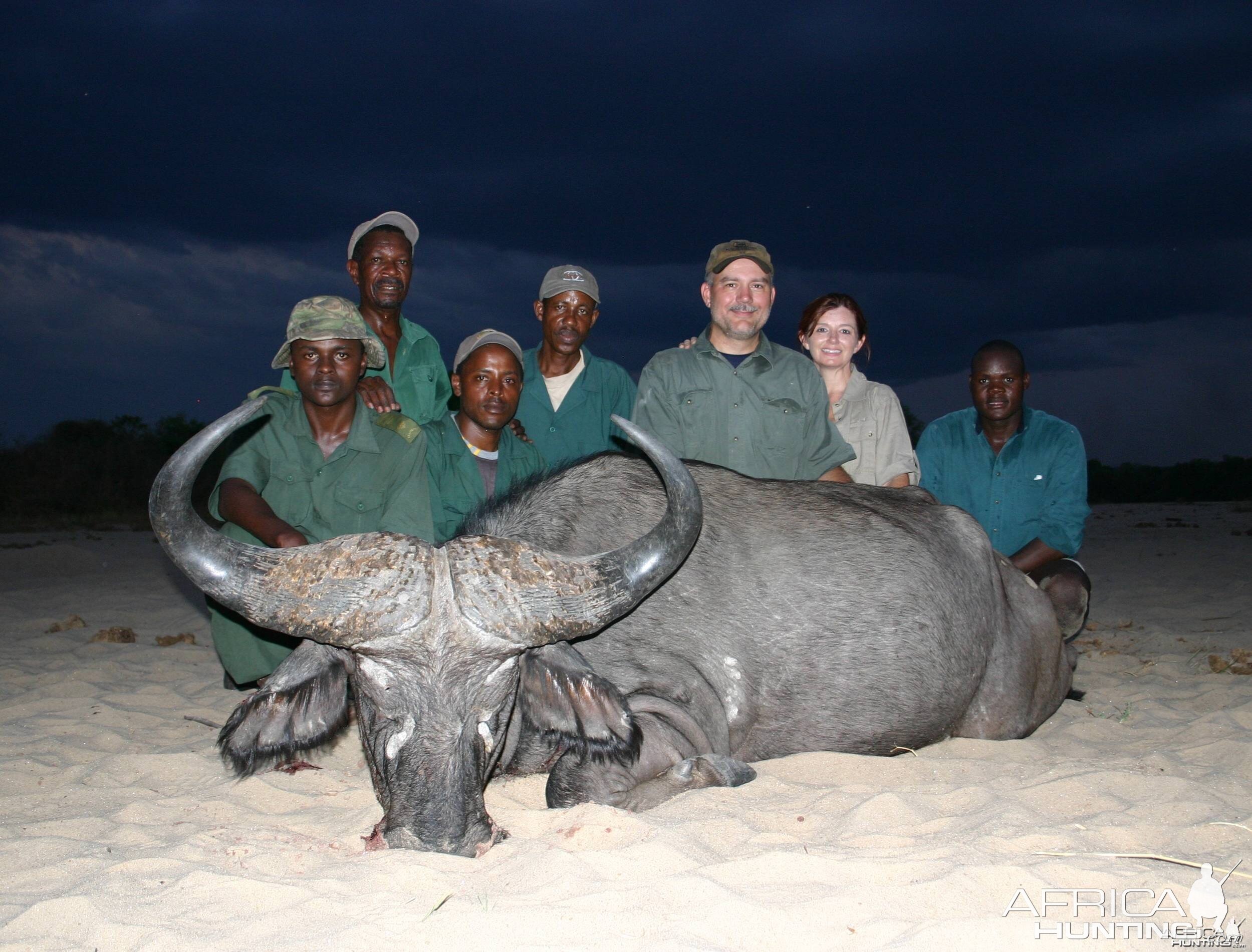 Cape Buffalo