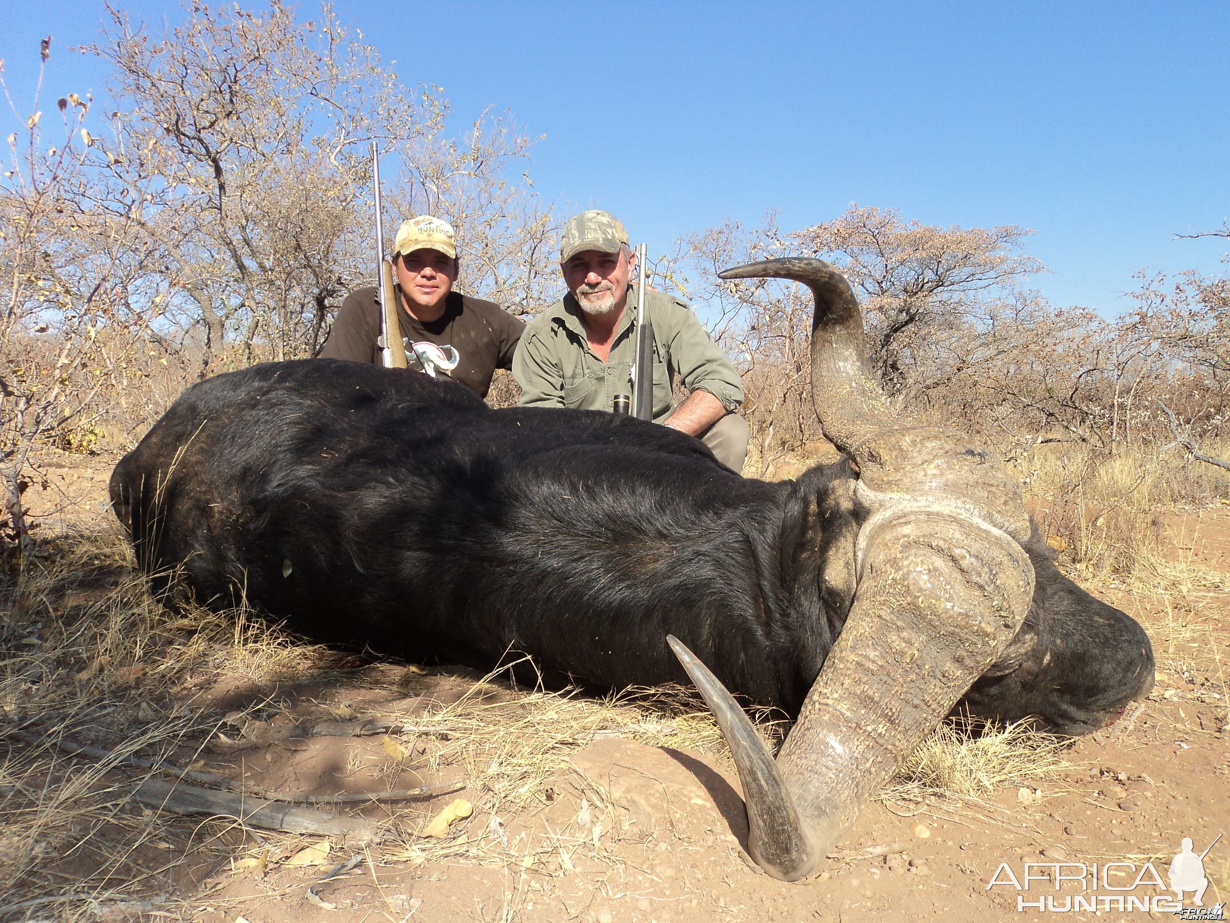 Cape Buffalo