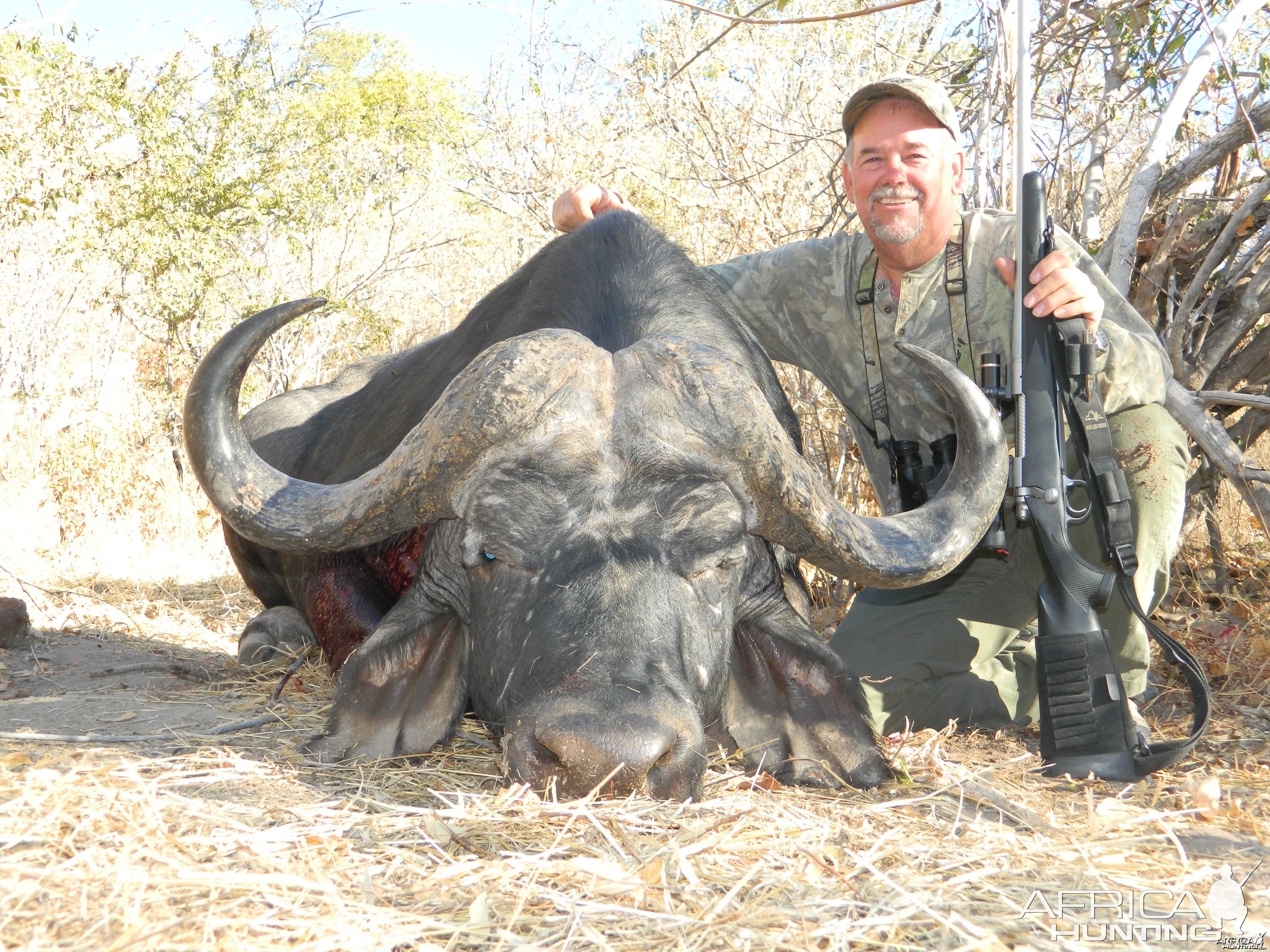 Cape Buffalo