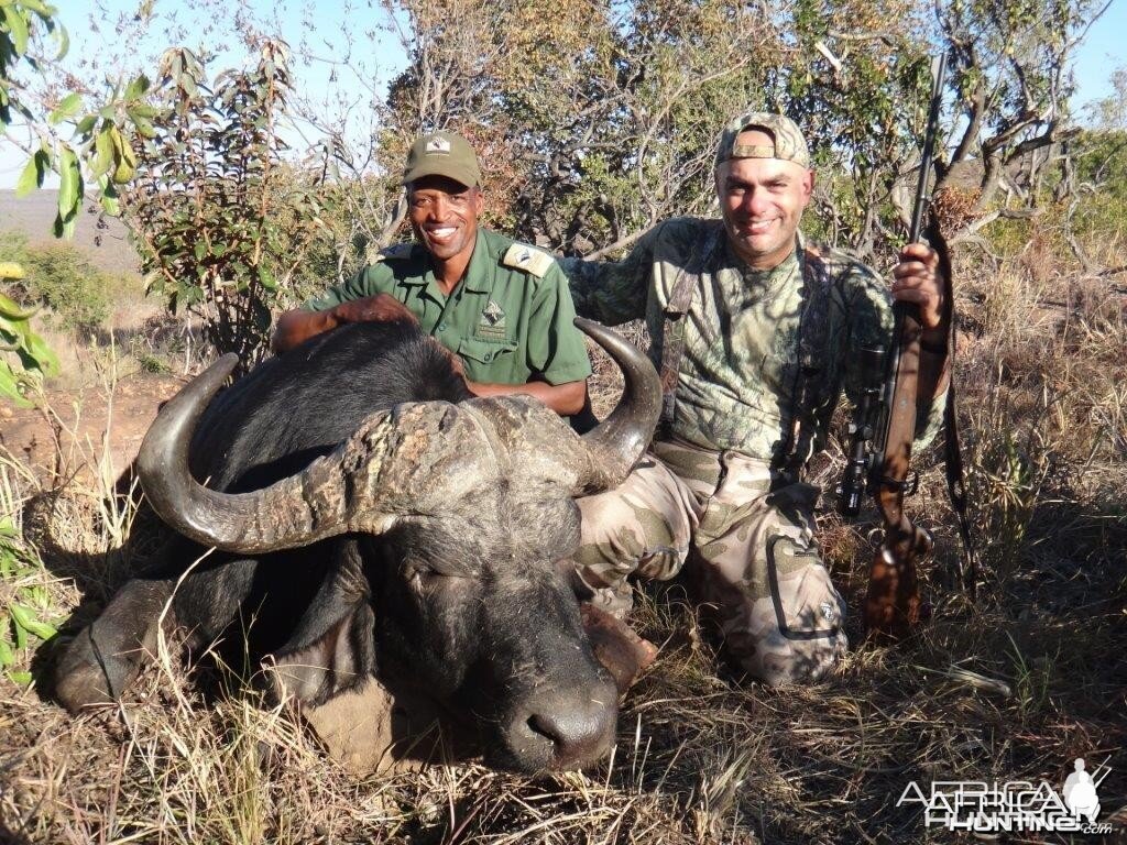 Cape Buffalo