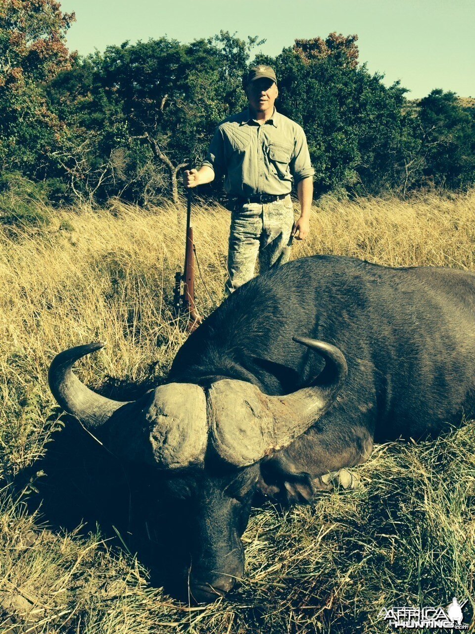 Cape Buffalo