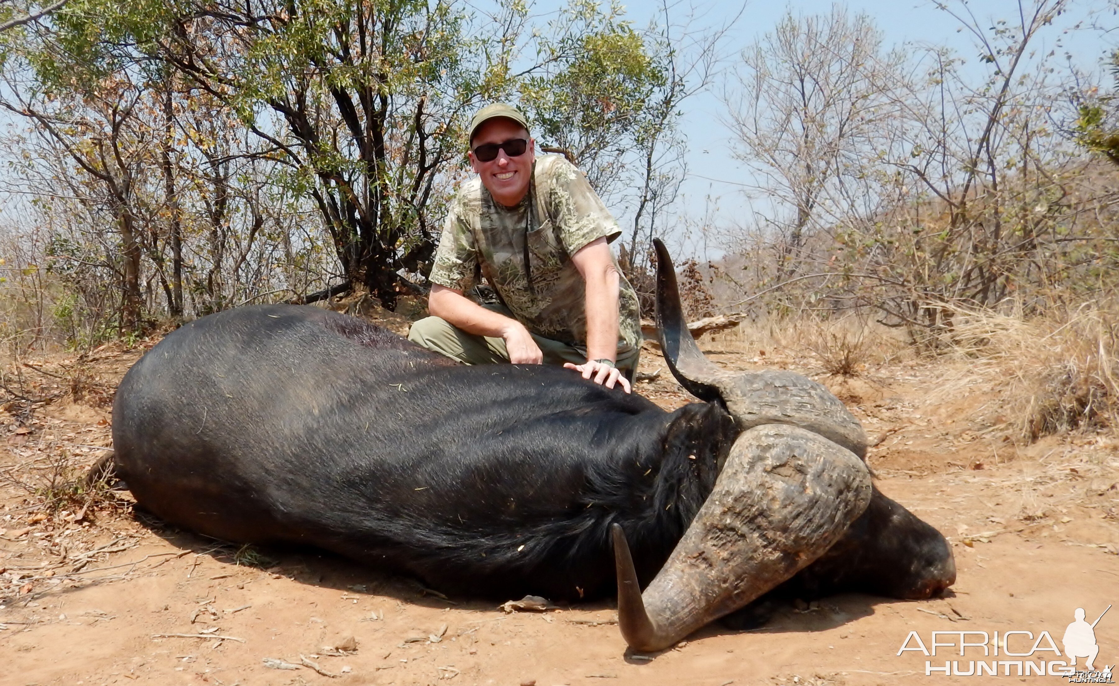 Cape Buffalo