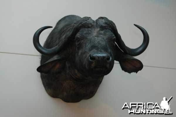 Cape Buffalo