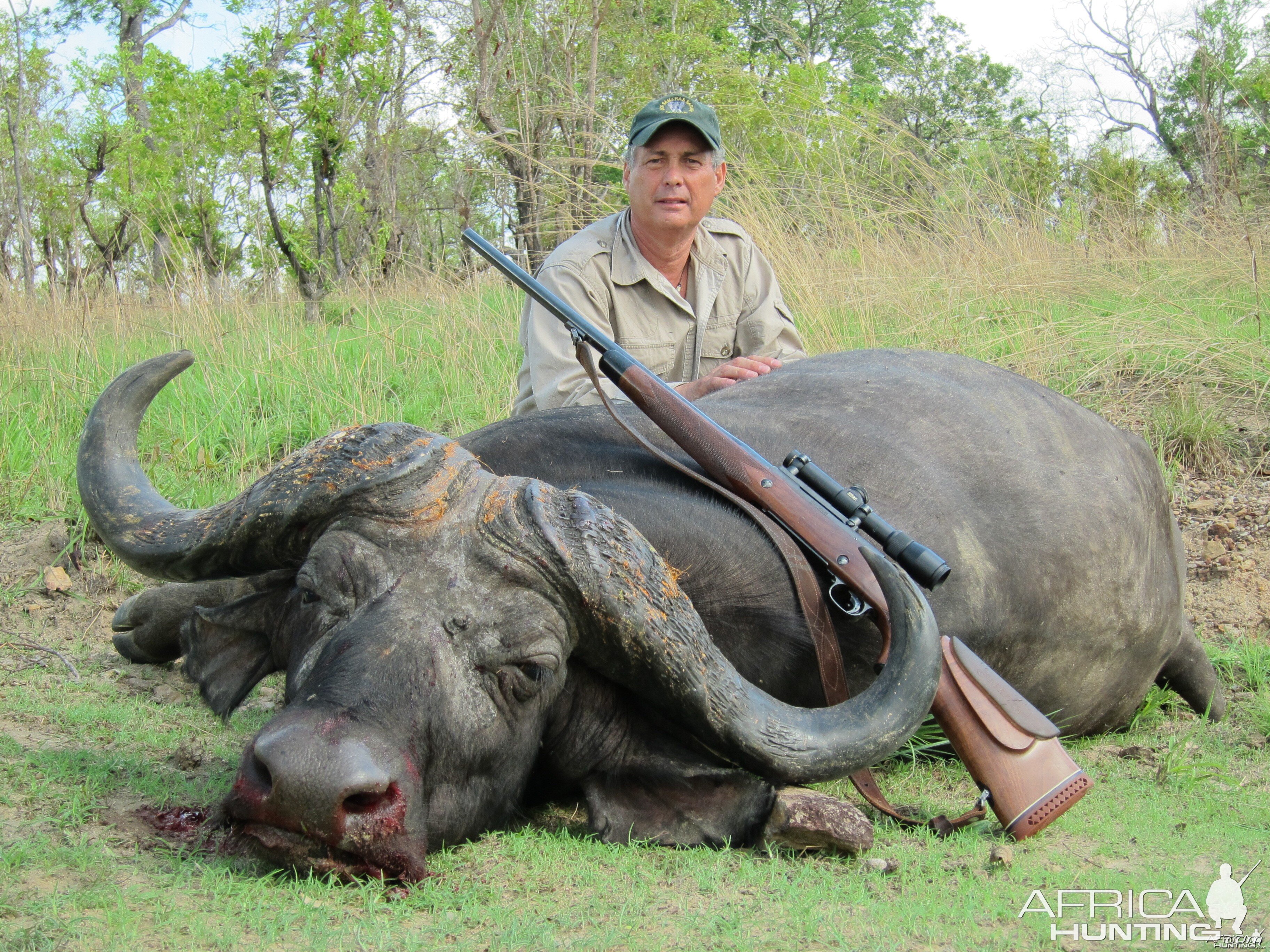 Cape Buffalo