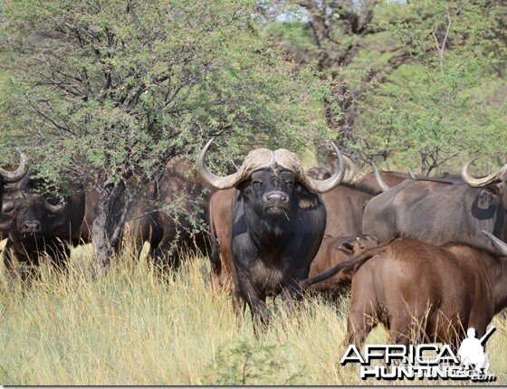 Cape Buffalo