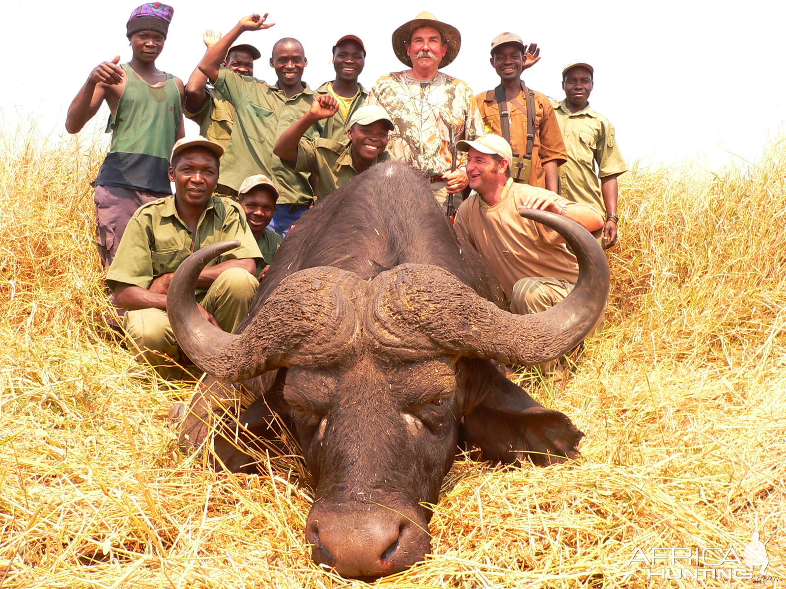 Cape buffalo