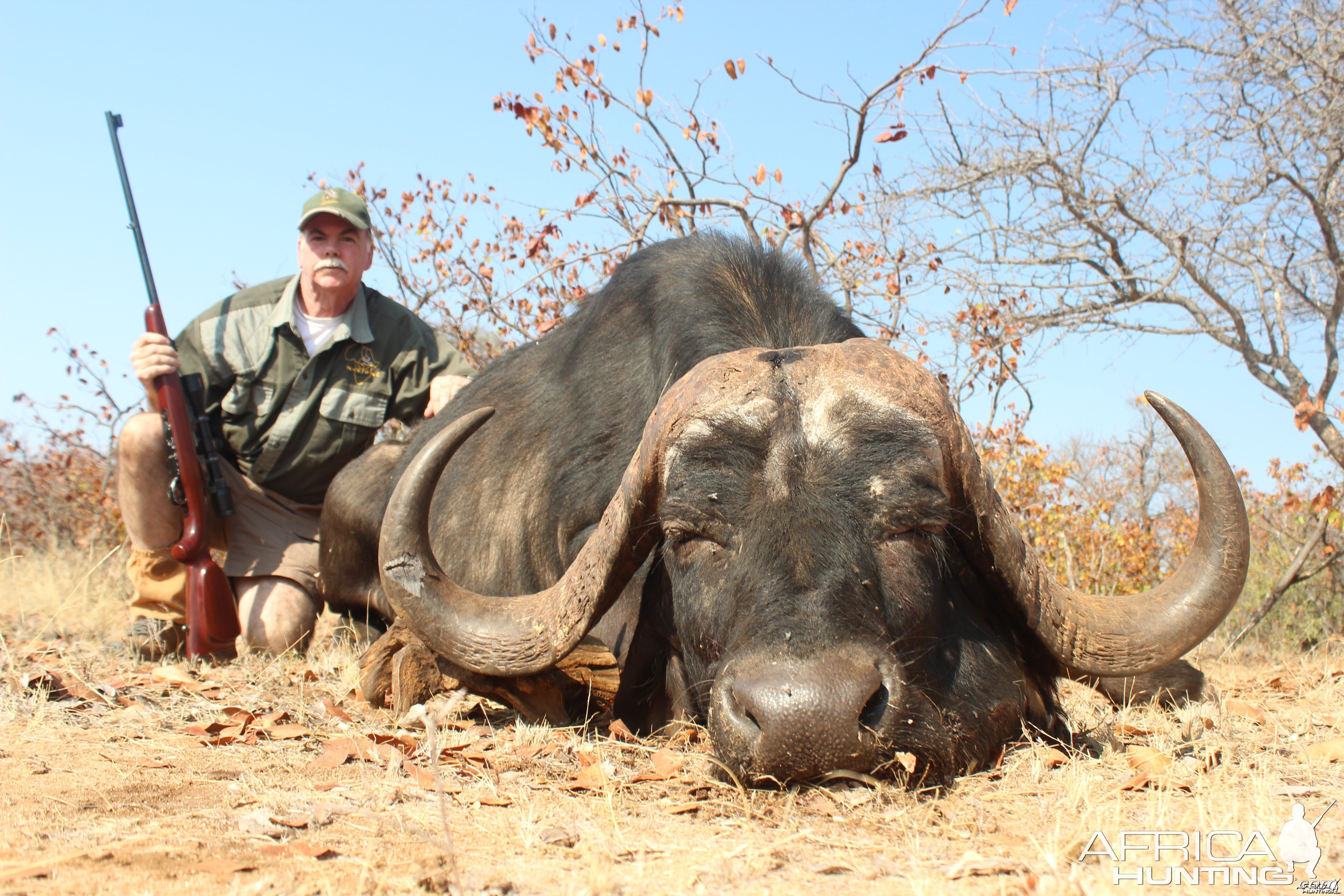 Cape Buffalo