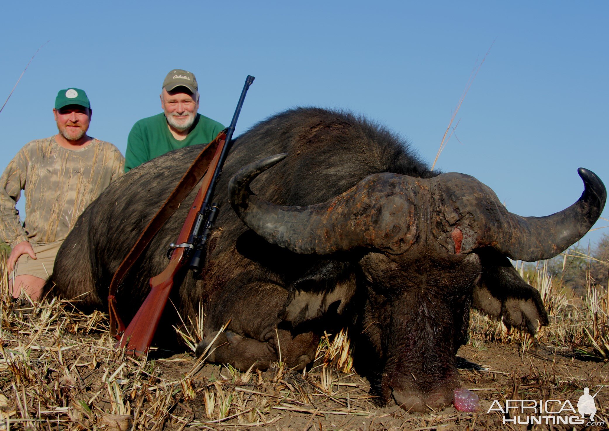 Cape Buffalo