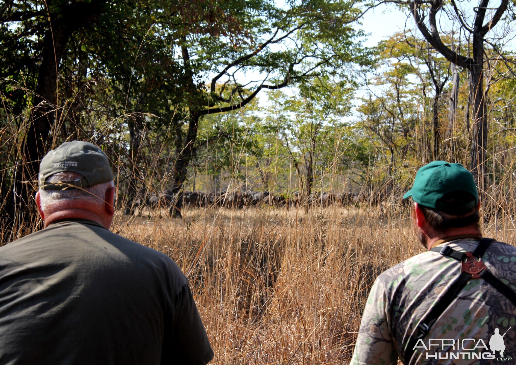 Cape Buffalo