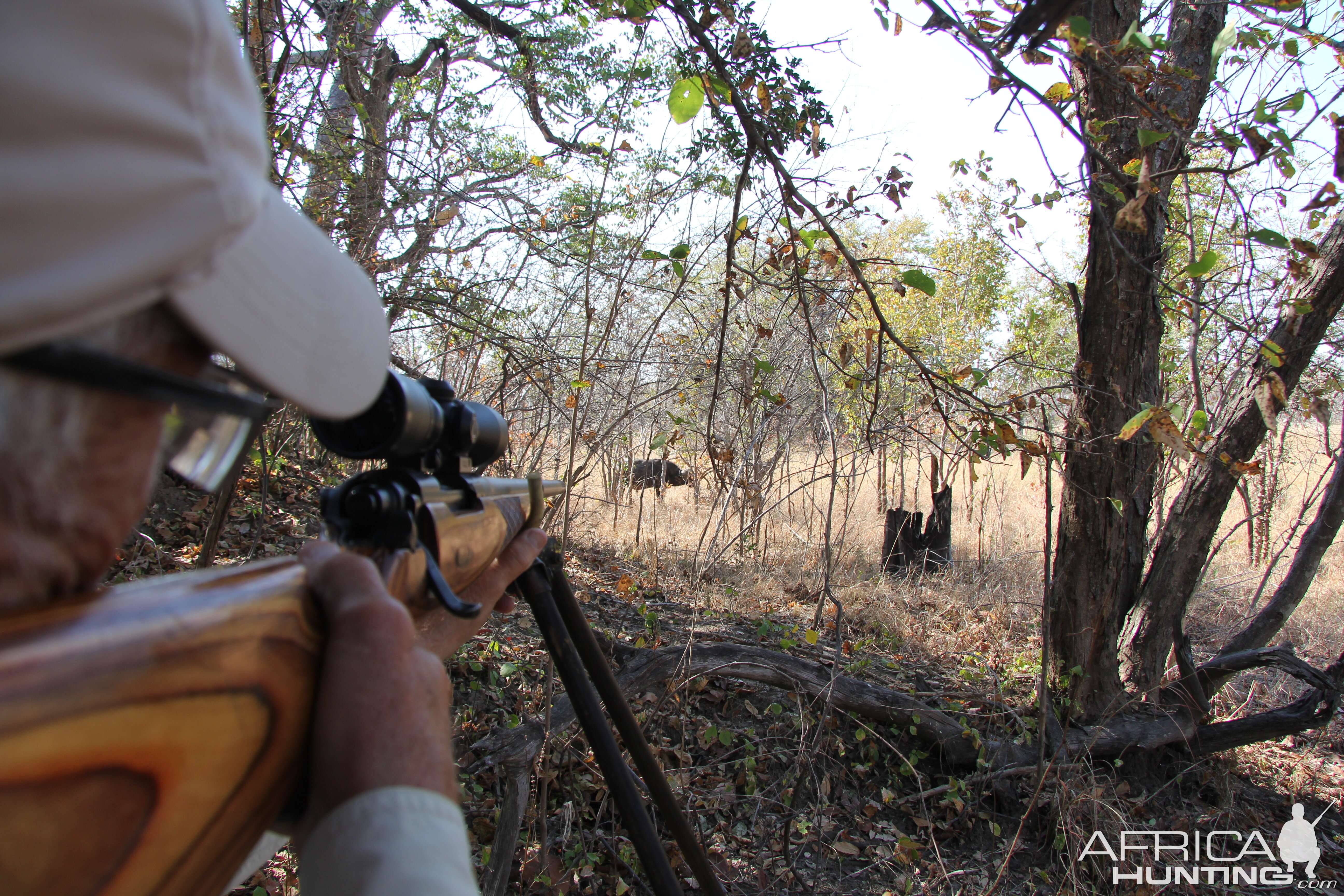 Cape Buffalo