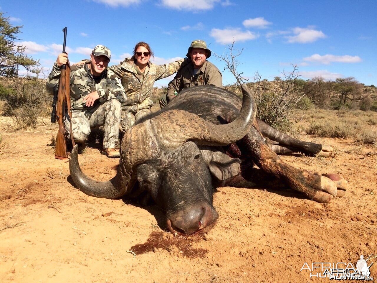 Cape Buffalo