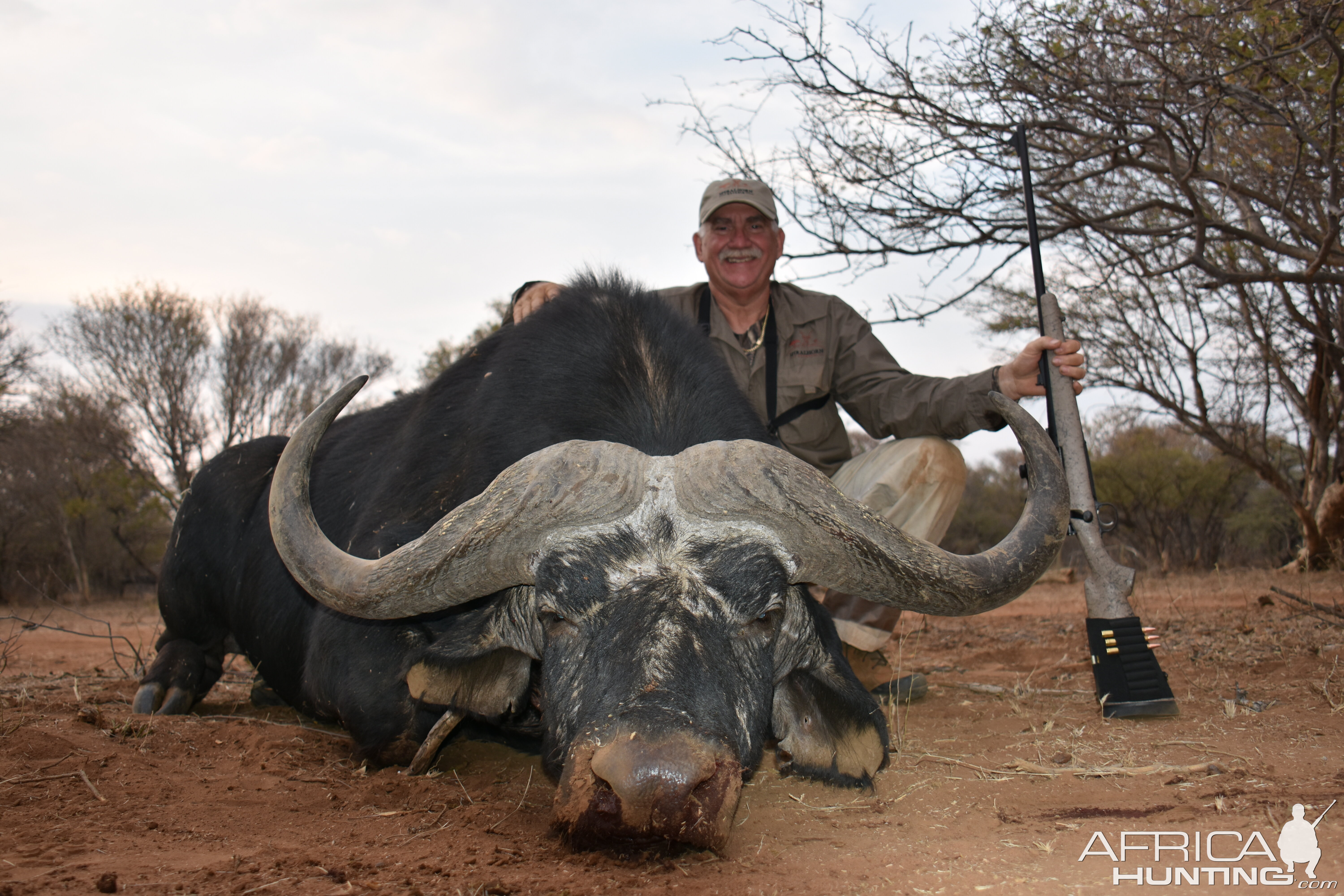 Cape Buffalo