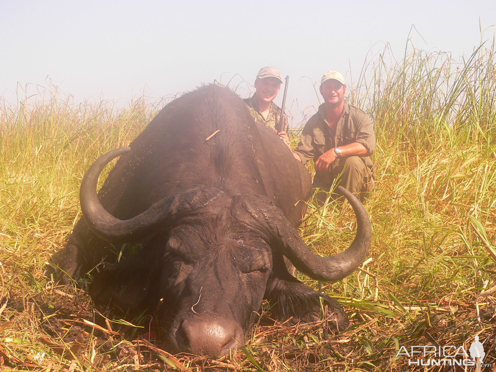 Cape Buffalo