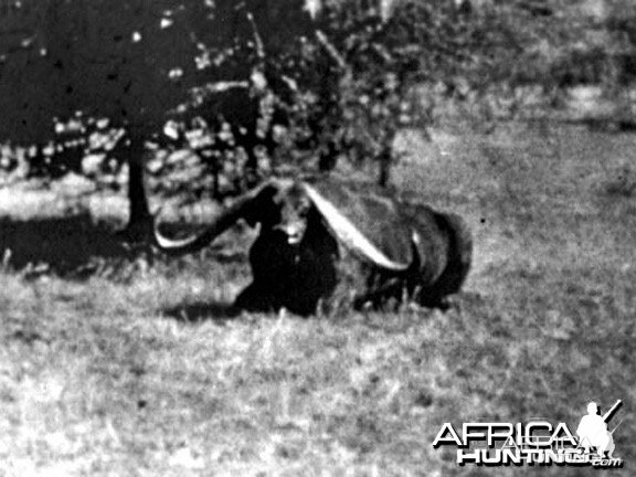 Cape Buffalo