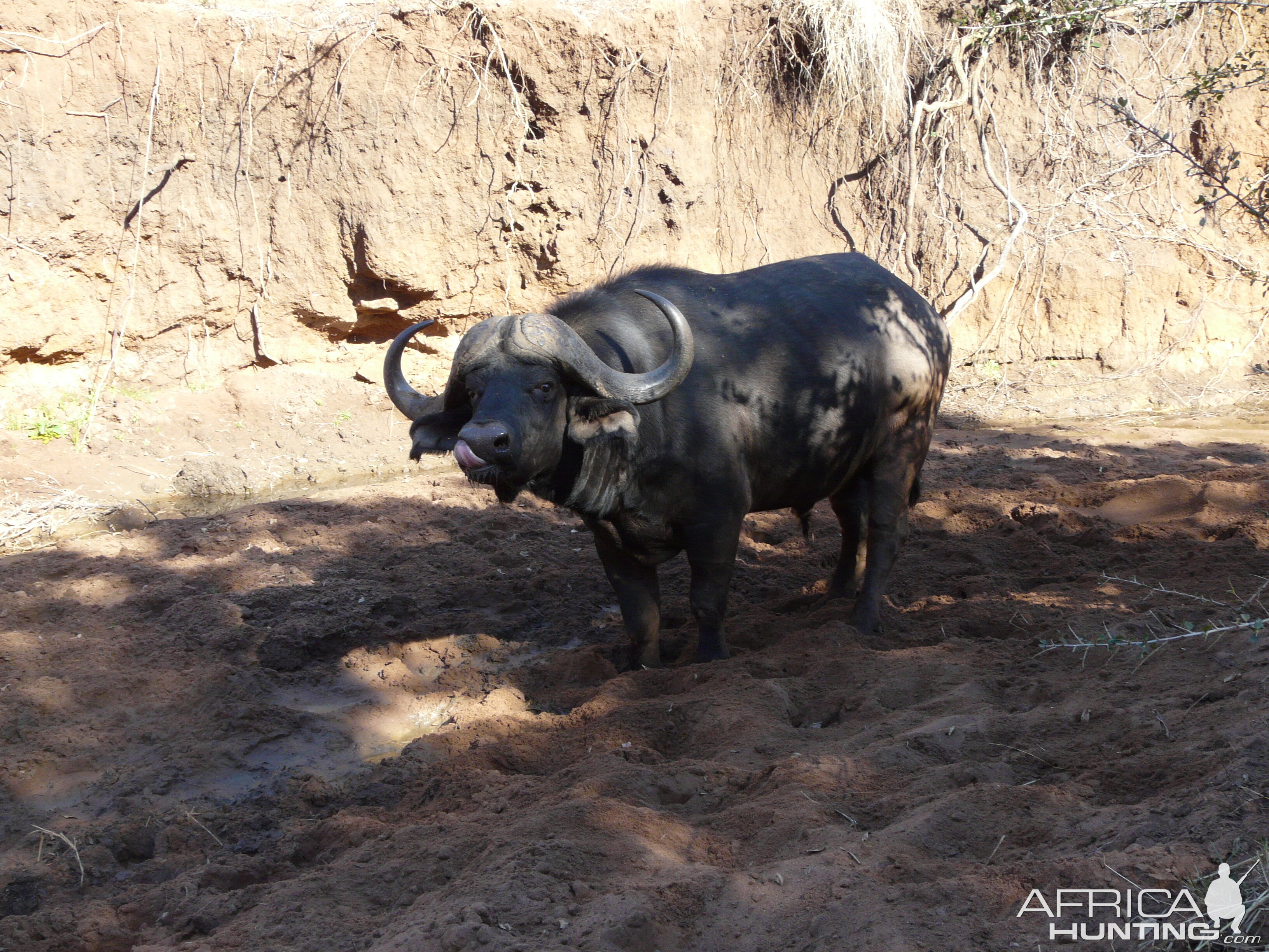 Cape Buffalo