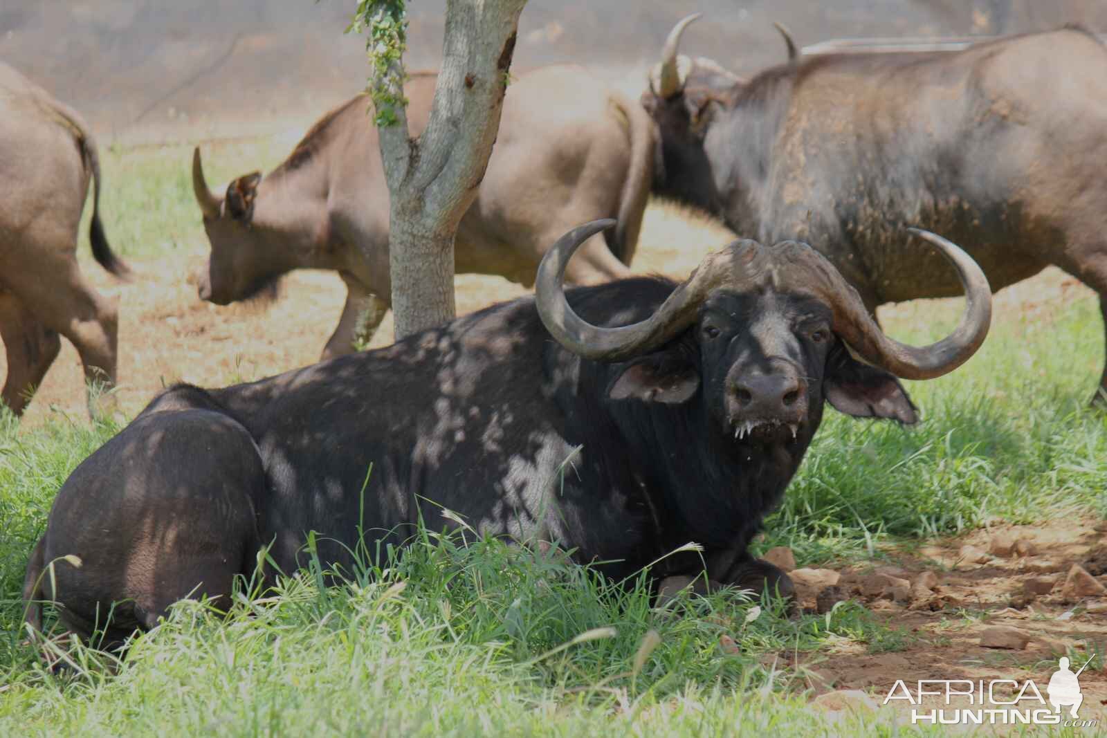 Cape Buffalo