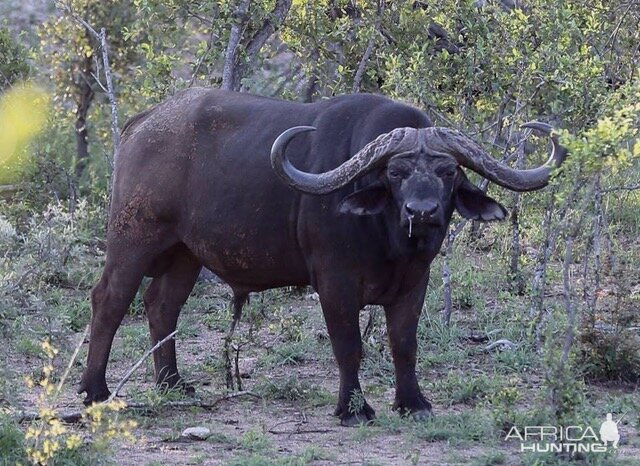 Cape Buffalo