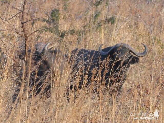 Cape Buffalo