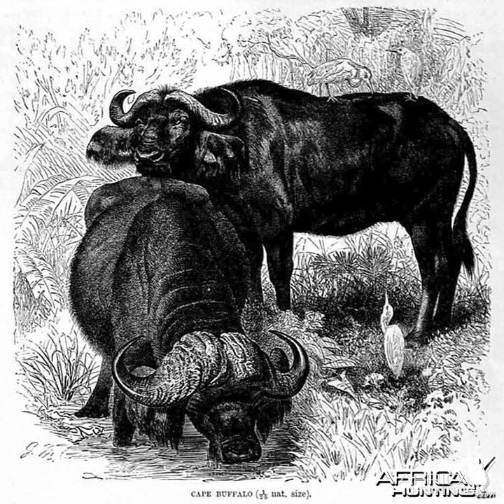 Cape Buffalo