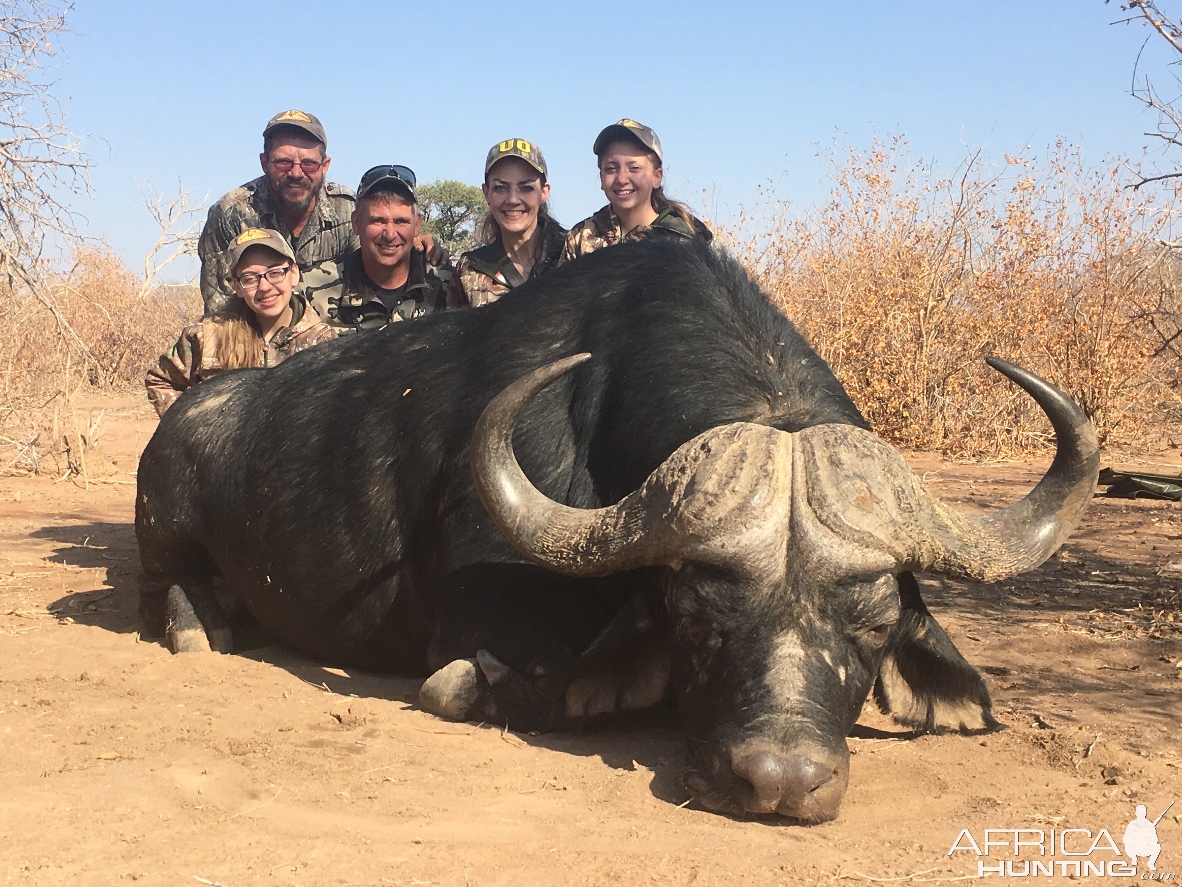 Cape Buffalo