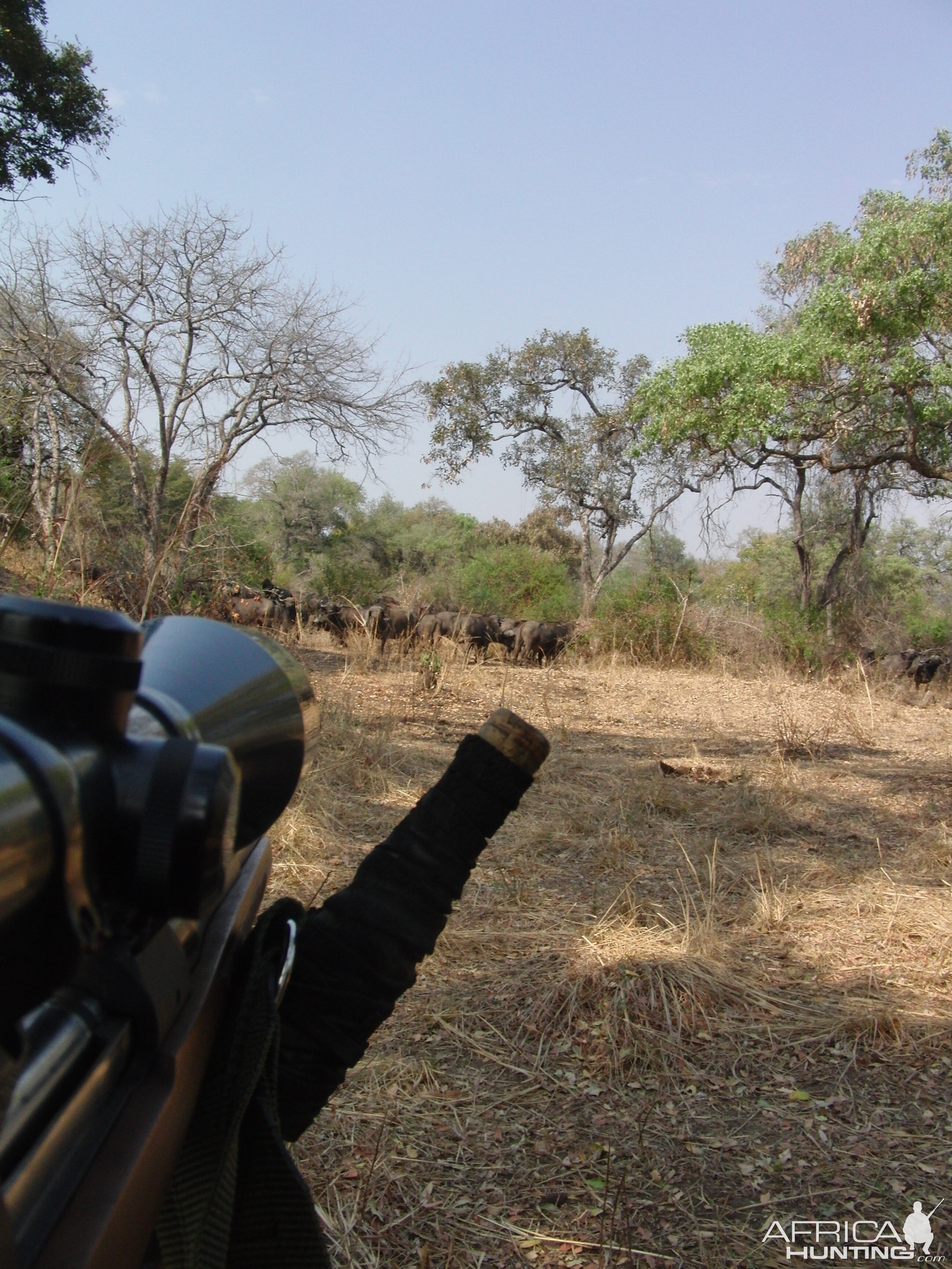 Cape Buffalo