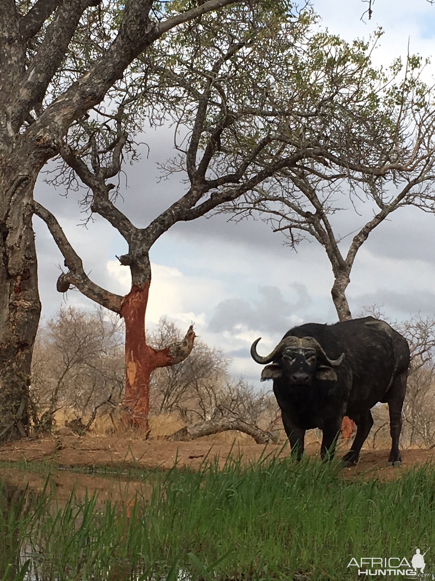 Cape Buffalo