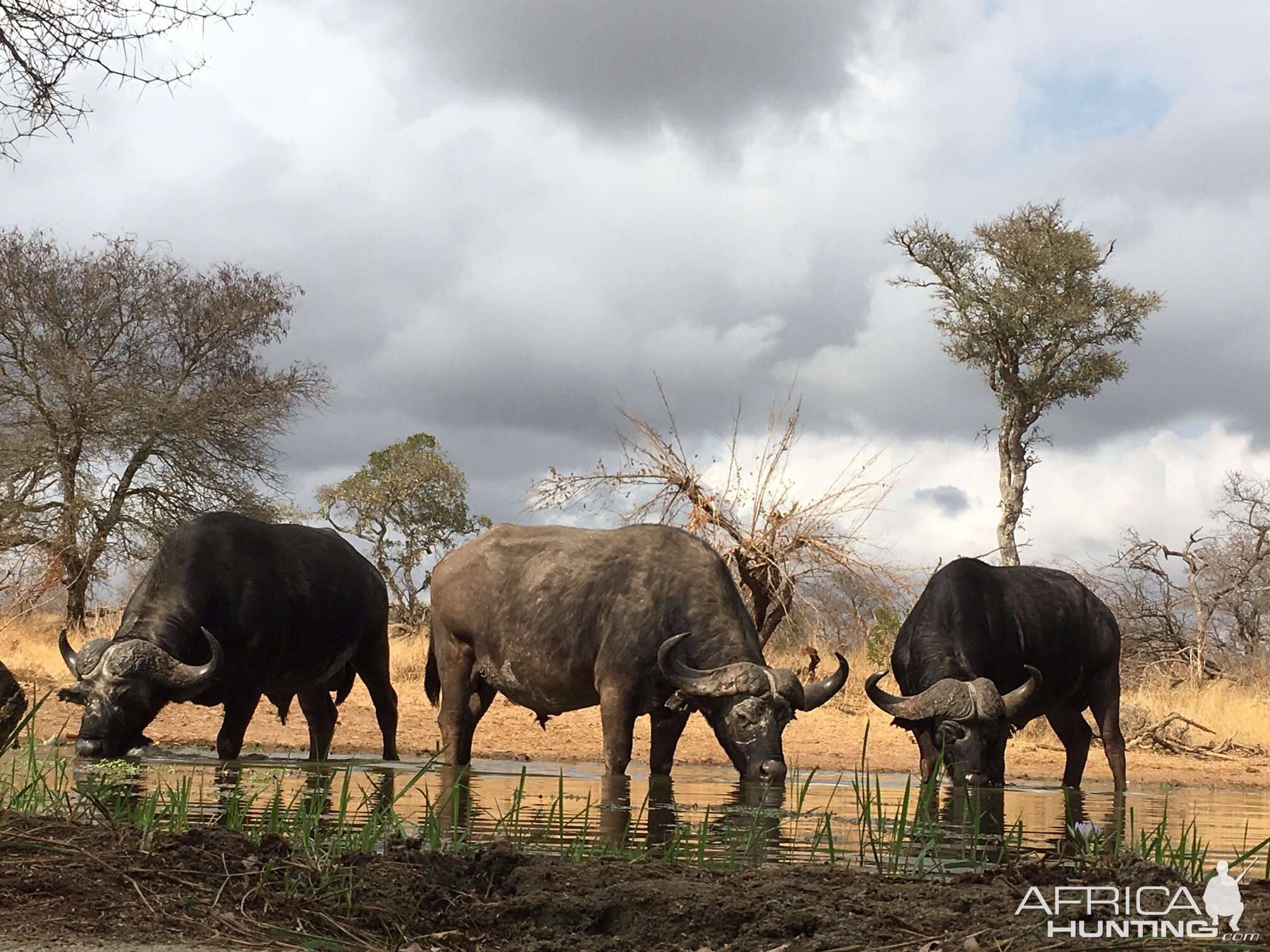 Cape Buffalo