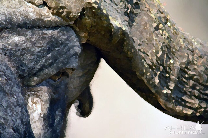 Cape Buffalo