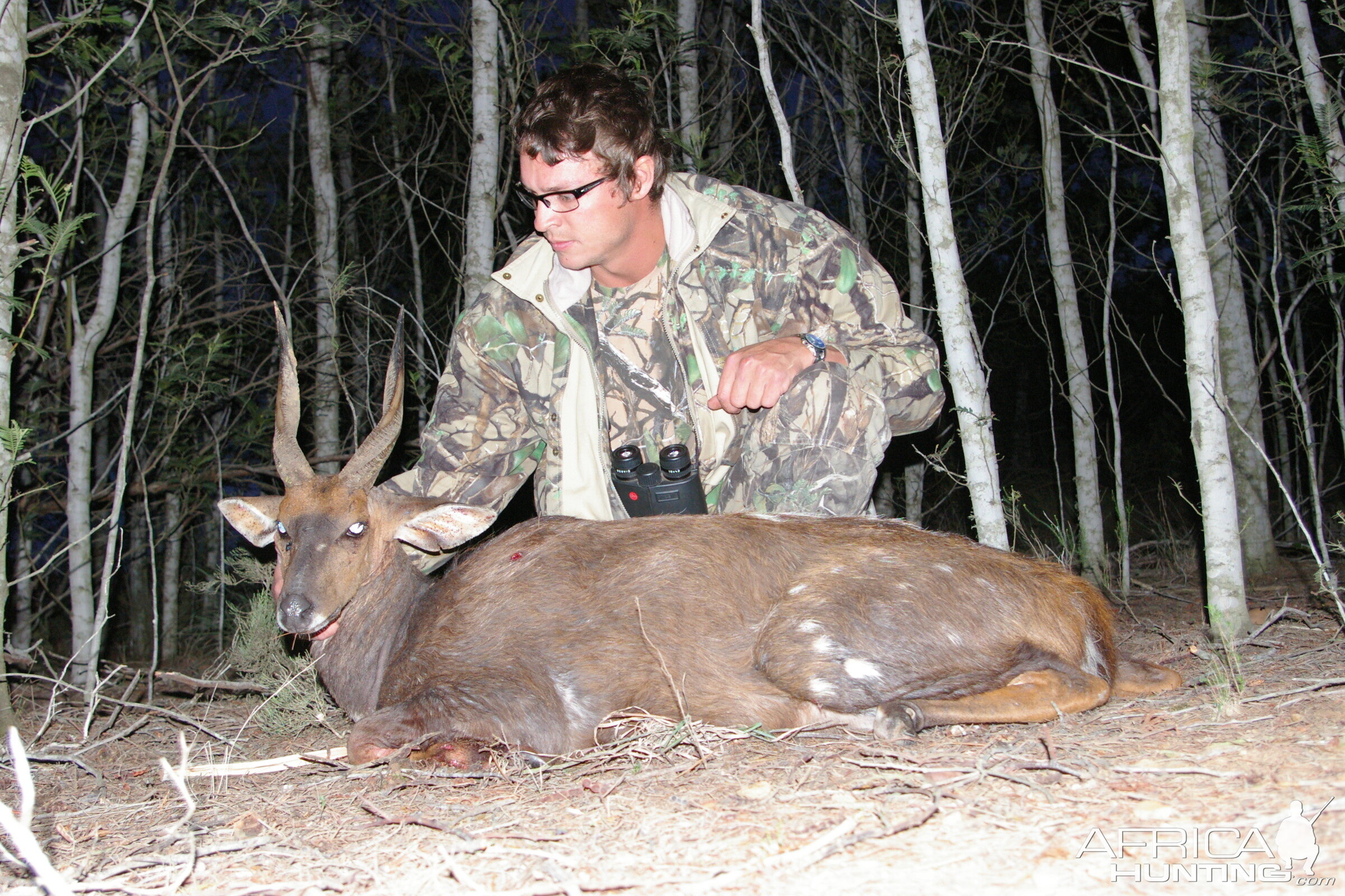 Cape Bushbuck