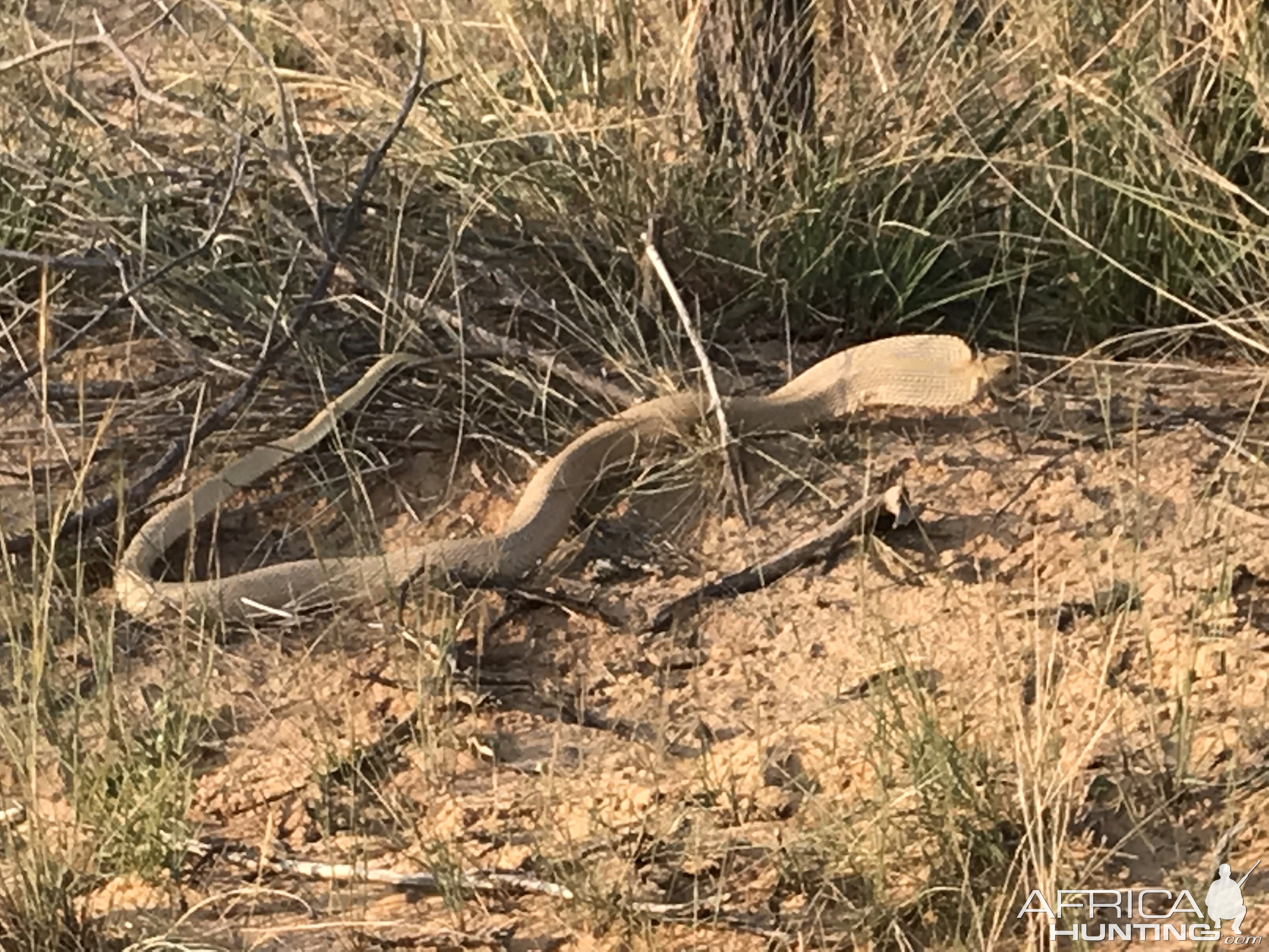 Cape Cobra South Africa